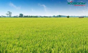 den-led-am-tran-tot-o-dong-thap-1