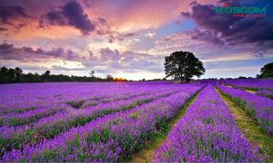 den-led-gan-ray-tot-o-da-lat-1