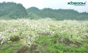 den-led-op-tran-o-son-la-1