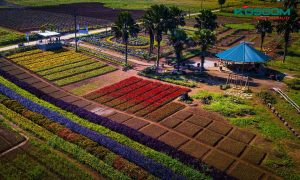 den-led-panel-tai-yen-bai-1