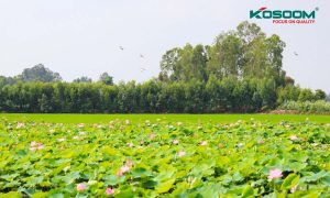 den-led-panel-tot-o-dong-thap-1