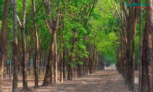 den-led-roi-ray-tai-binh-phuoc-1