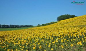 lua-chon-den-tuyp-led-t8-kosoom-o-nghe-an-1